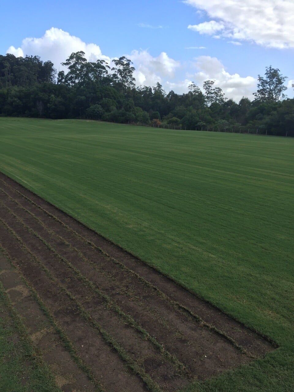 A Lush Green Field with Trees in the Background — Boambee Turf In Bonville, NSW