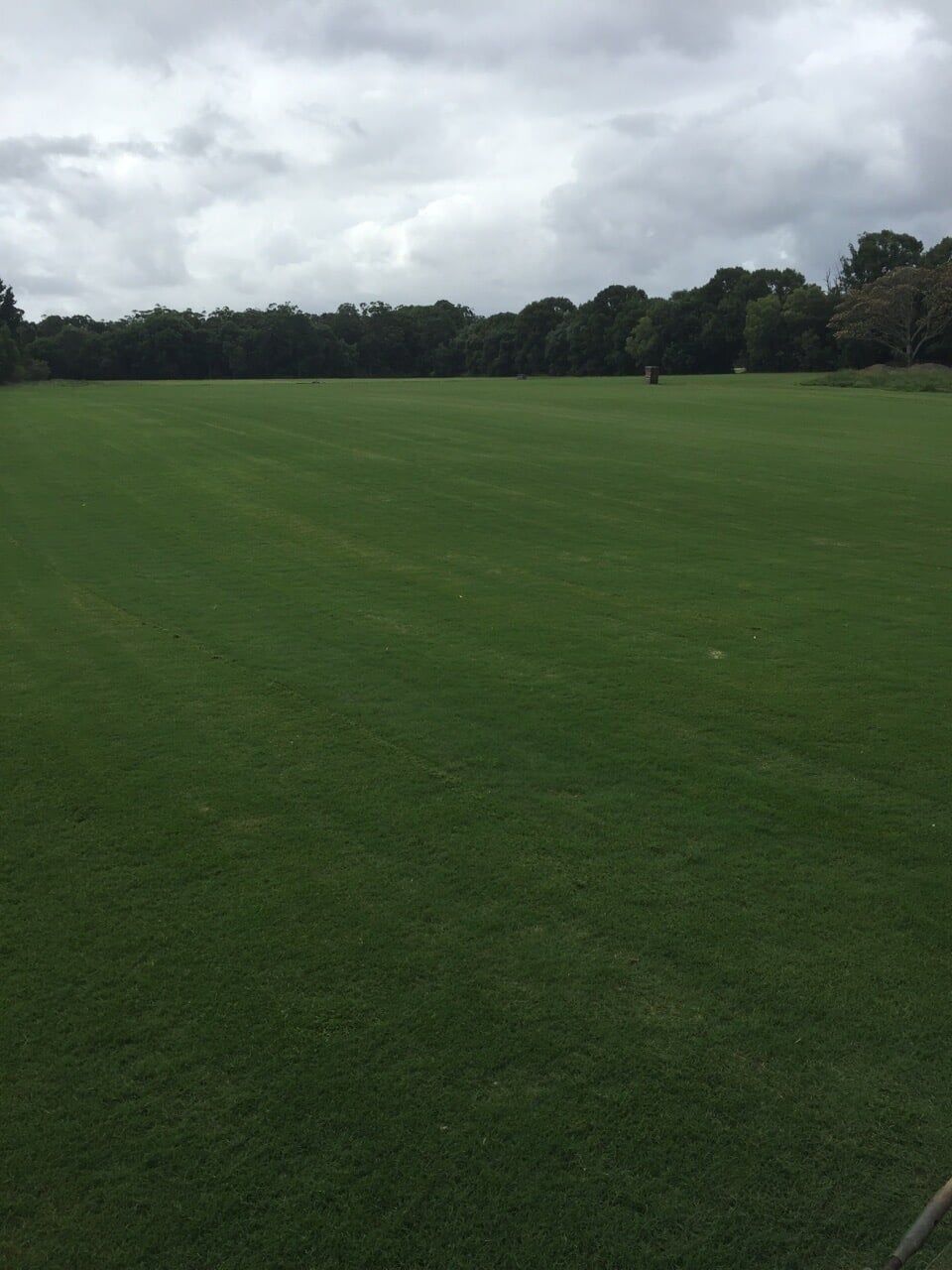 A Large Lush Green Field with Trees in the Background on a Cloudy Day — Boambee Turf In Bonville, NSW