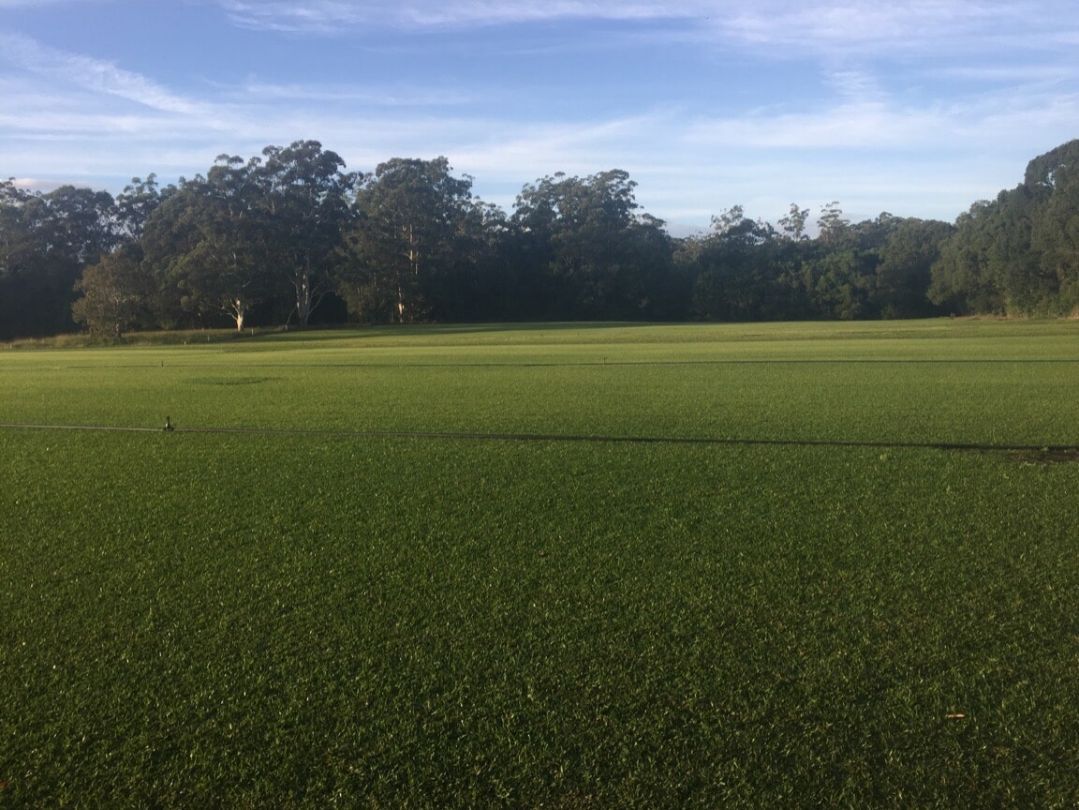 A Lush Green Field With Trees in the Background on a Sunny day — Boambee Turf In Bonville, NSW