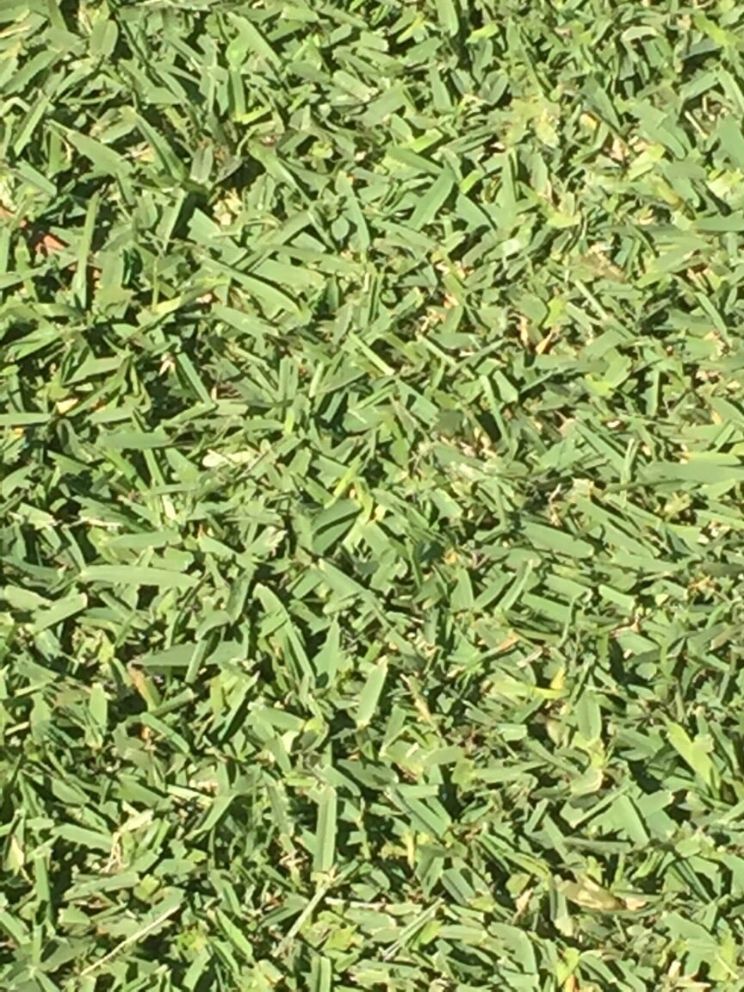 A Close up of a Pile of Green Grass — Boambee Turf In Bonville, QLD	