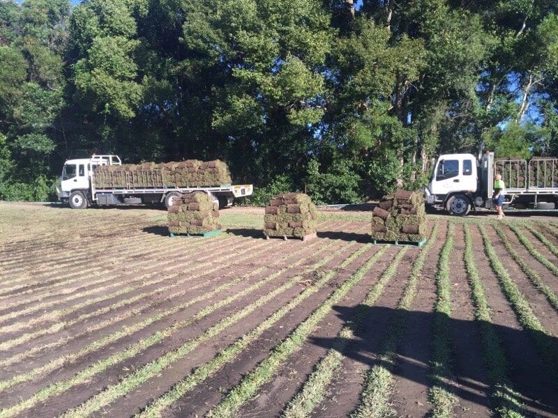 A Truck is Carrying Rolls of Grass in a field — Boambee Turf In Bonville, QLD	
