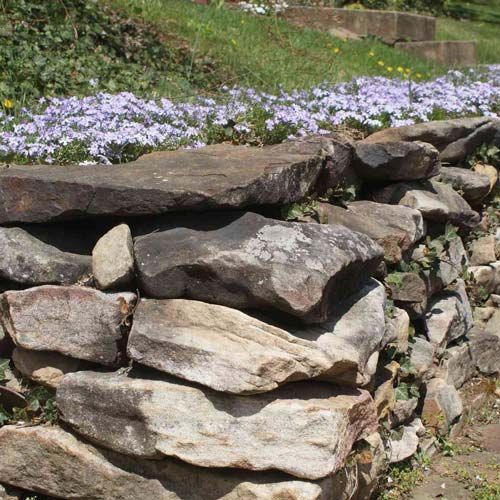 Stacked stone retaining wall beside a garden path, with purple flowers along the top.