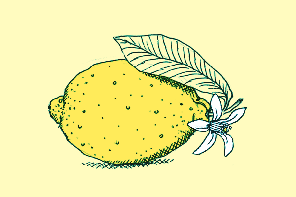 Zitrone mit Blüte steht für Visio Eine Illustration einer Zitrone mit einem Blatt und einer Blüte.