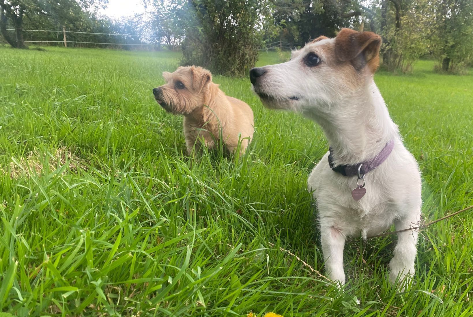 Dog Day Care Northampton