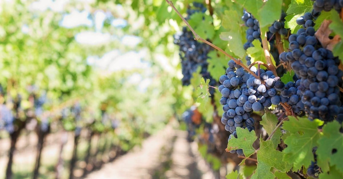 Hileras de vides cargadas de uvas de color púrpura oscuro en un viñedo soleado.