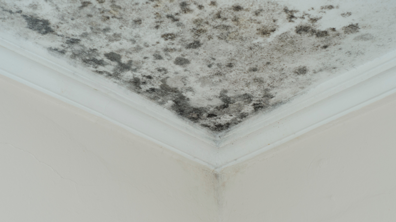 Dark gray mold growth covering the corner of a white ceiling and wall.
