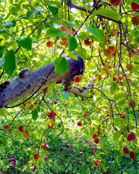 Tree branch laden with red and yellow fruit, green leaves, set against a bright, sunny background.