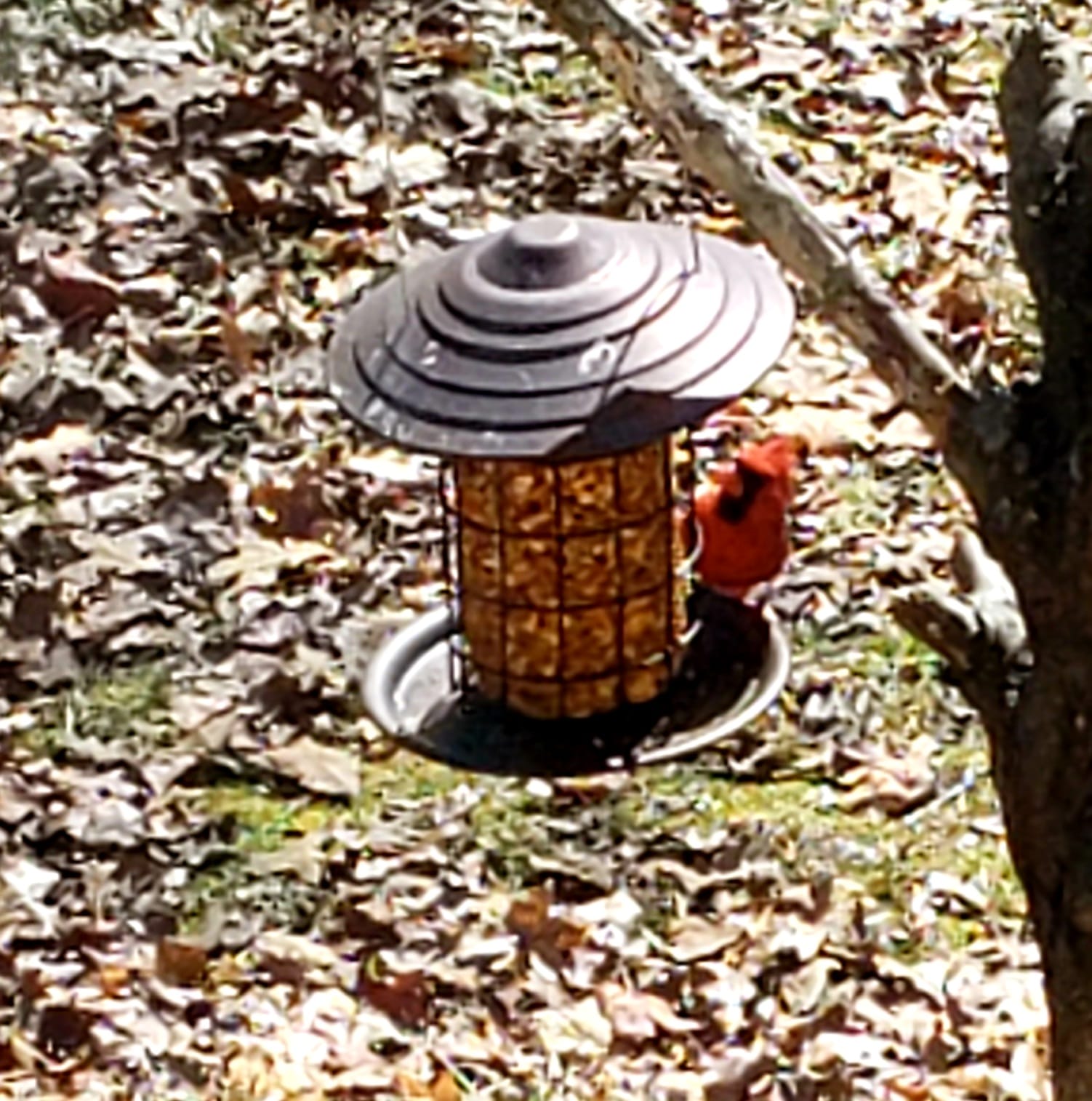 A bird eating out of a feeder