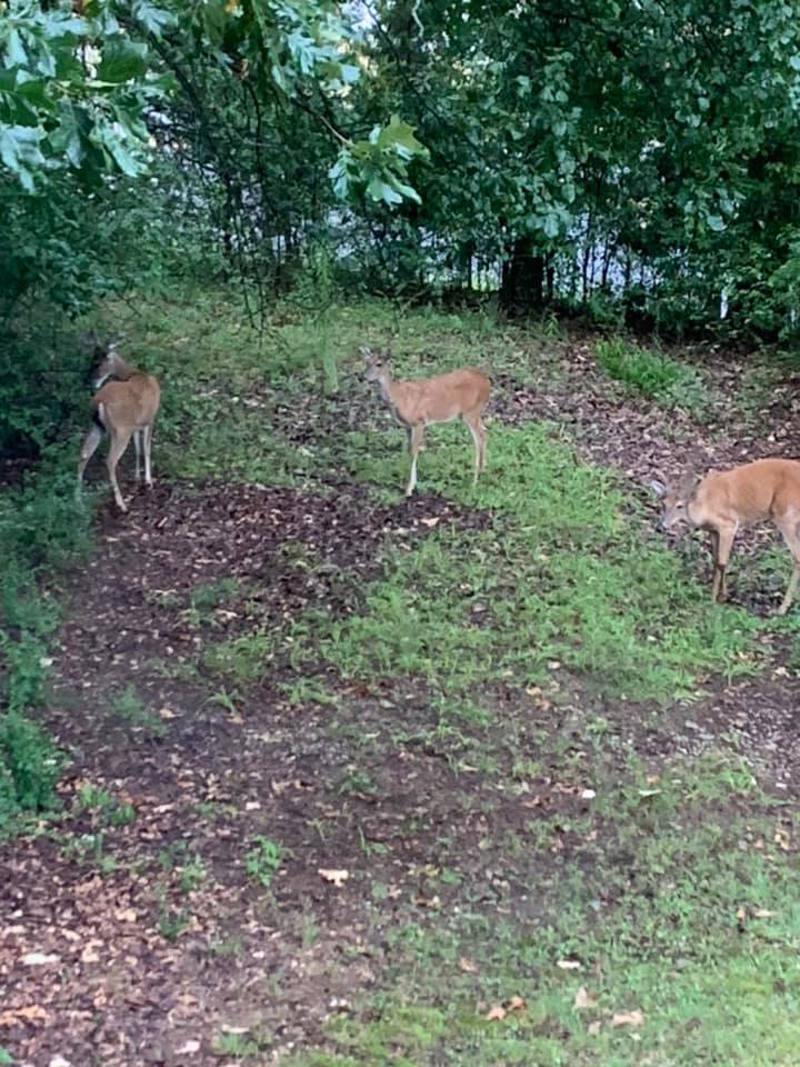 A group of deer are standing in the grass in a park.