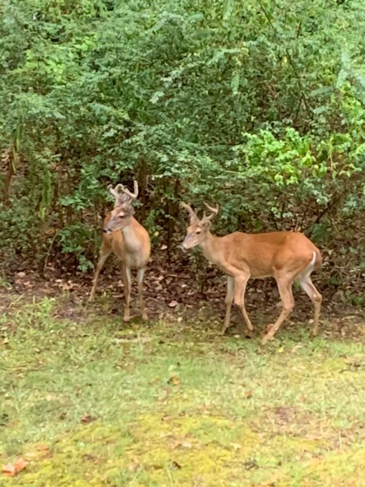 Two deer are standing next to each other in the woods.