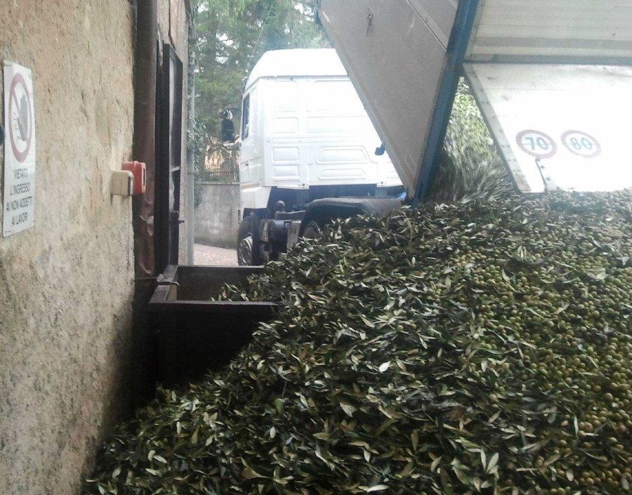 olive prima del processo di estrazione