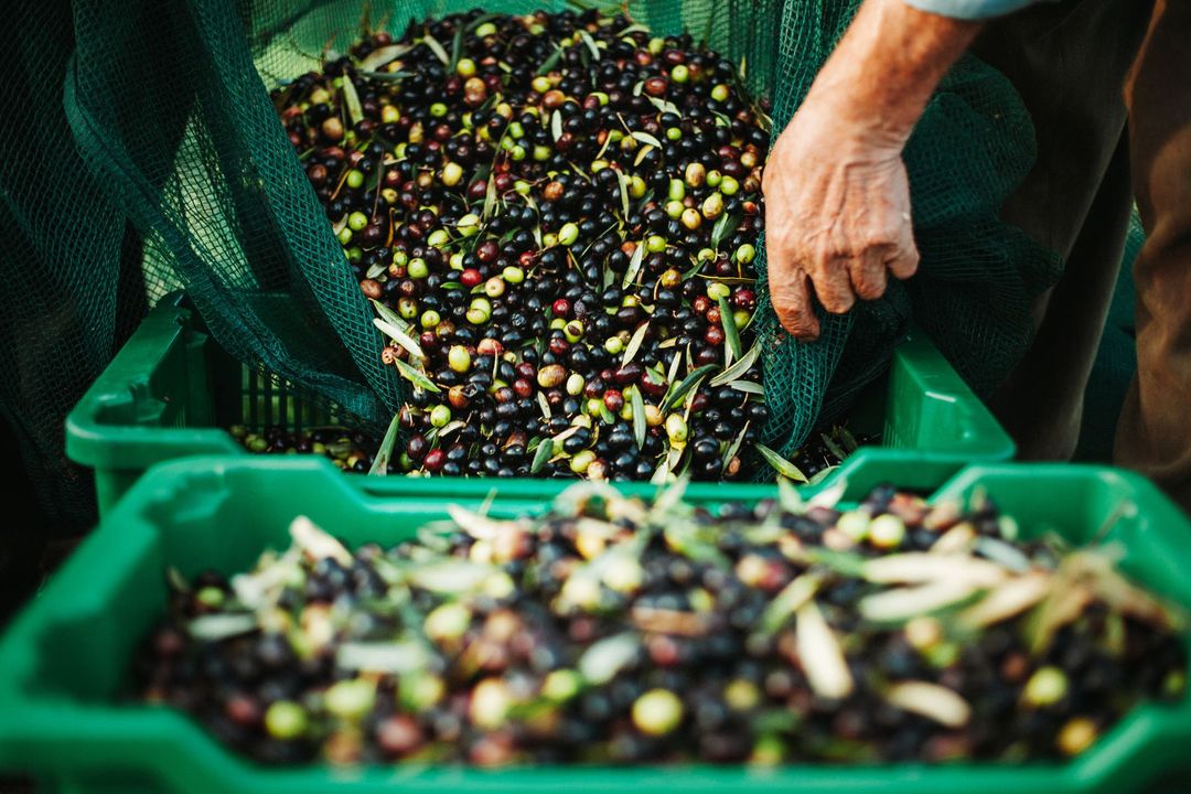 macchinari per la spremitura a freddo delle olive