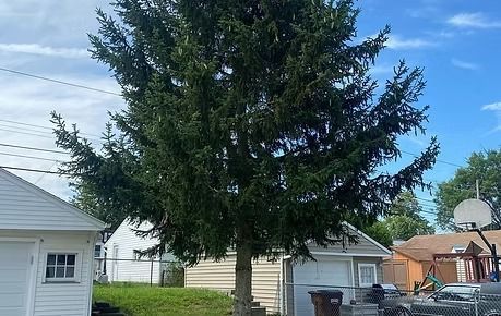 Large evergreen tree in a suburban backyard between houses, under a blue sky.