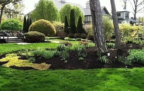 Lush landscaped garden with green lawn, shrubs, and a large tree beside houses