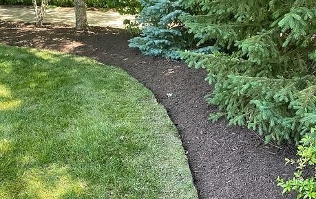 Curved dark mulch border along a green lawn beside evergreen shrubs and trees