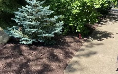 Blue spruce shrub beside a sunlit sidewalk, with mulch and leafy green bushes in the background
