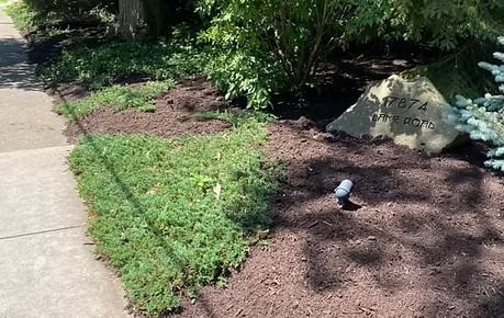 Garden bed beside sidewalk with mulch, green plants, and a labeled rock marker.