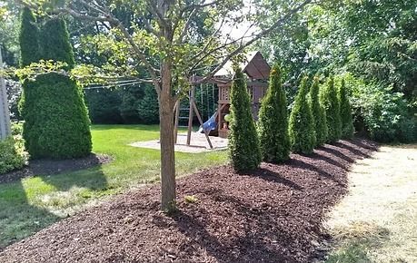 Backyard with young evergreen shrubs along a mulch border beside a lawn and patio swing set