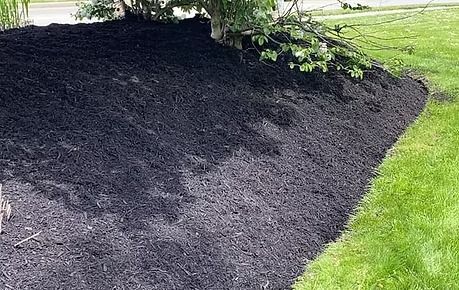 Fresh black mulch spread under a tree beside a green lawn.