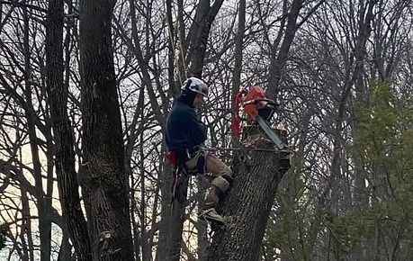 Two tree workers wearing harnesses trim a tall tree in a leafless wooded area.
