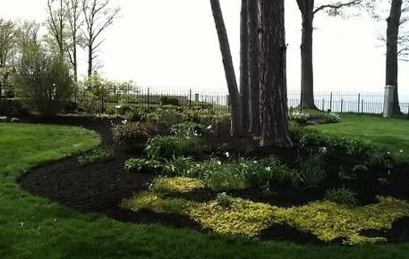 Wooded garden bed with dark mulch, green shrubs, and tall trees beside a grassy lawn