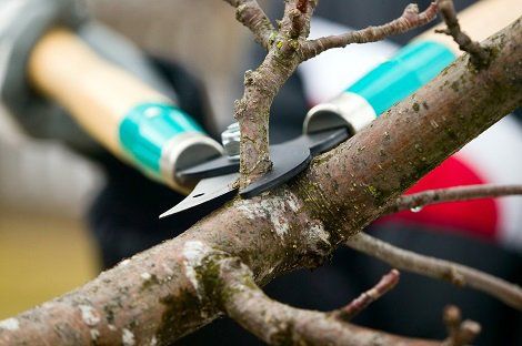 Pruning Trees — Elverta, CA — AAA Tree Service