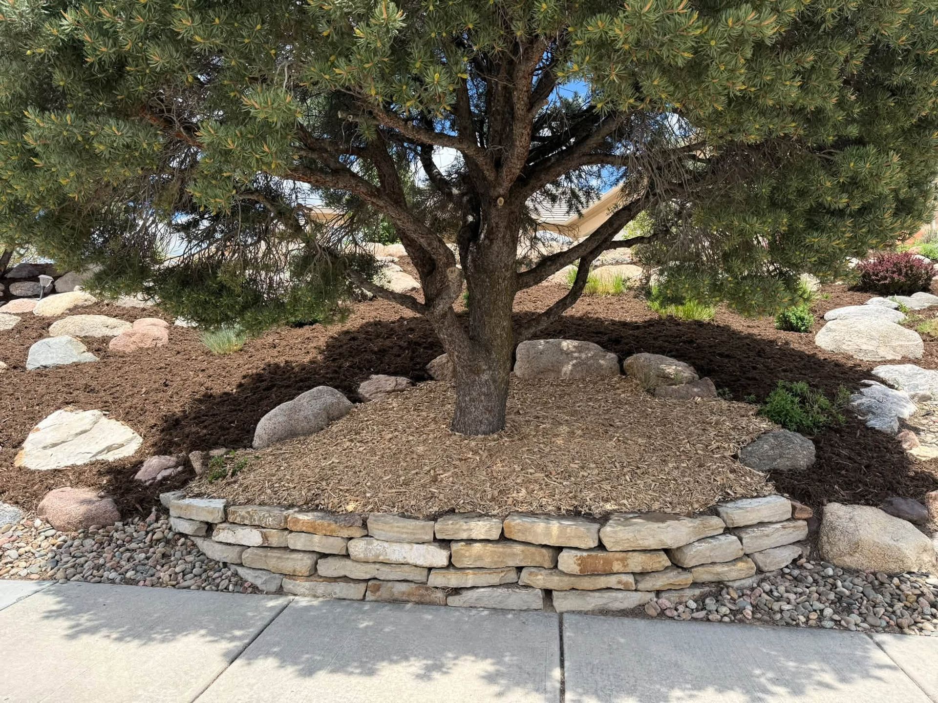 Landscaped tree in a stone-bordered garden bed beside a concrete sidewalk