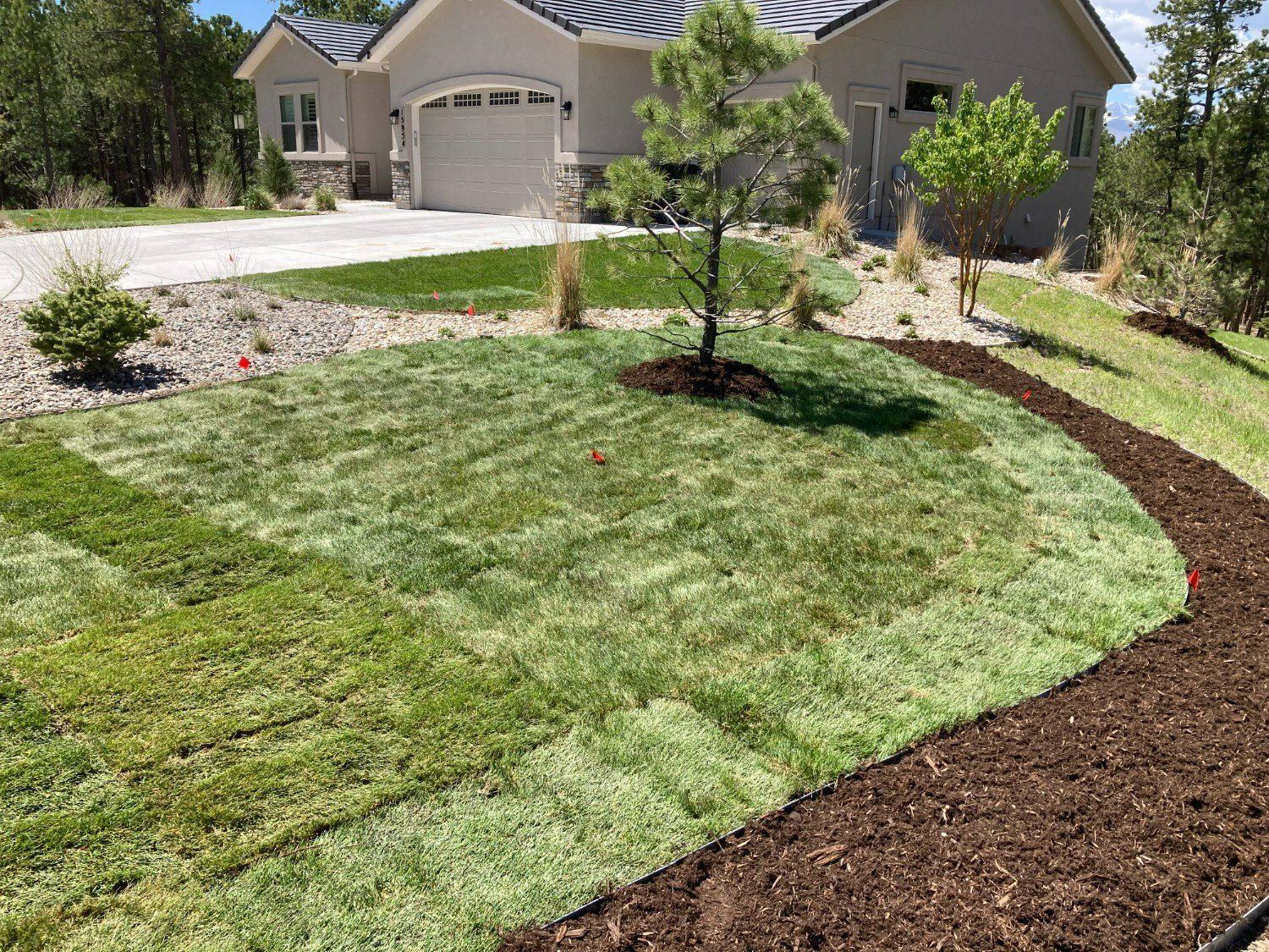 Freshly mowed lawn with a curved mulch bed, small trees, and a house in the background