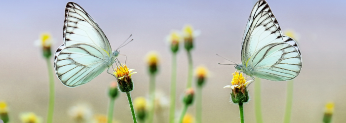 Dos mariposas blancas con marcas negras sobre pequeñas flores amarillas.