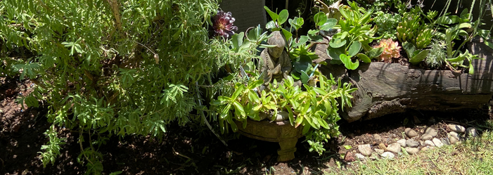 Una variedad de plantas verdes prosperan en jardineras decorativas hechas de piedra y madera en un entorno de jardín.