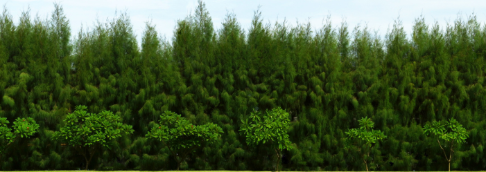Bosque denso y verde bajo un cielo azul claro.