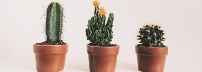 Tres cactus en macetas de terracota, sobre un fondo sencillo y claro.