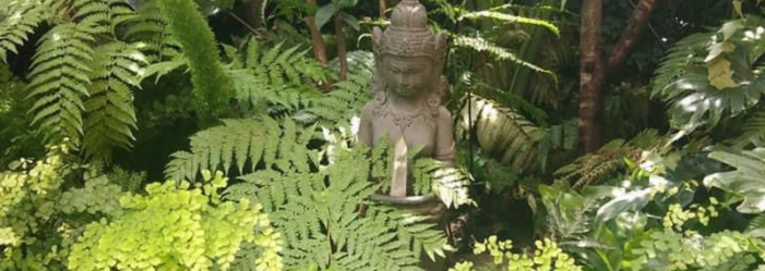 Estatua de piedra de Buda entre exuberantes helechos verdes.