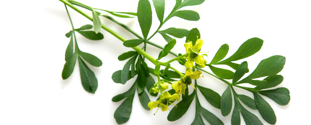 Planta de ruda verde con flores amarillas sobre fondo blanco.
