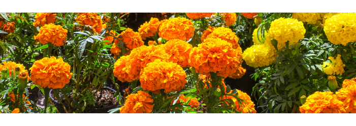 Flores de caléndula de color naranja y amarillo brillante en un jardín. Un follaje verde las rodea.