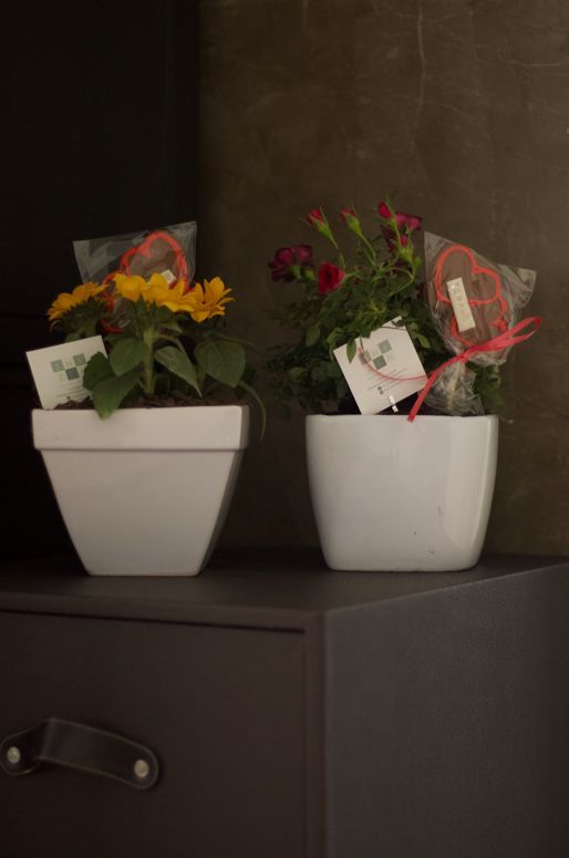 Dos flores en macetas, una amarilla y otra roja, sobre un armario oscuro contra una pared texturizada.