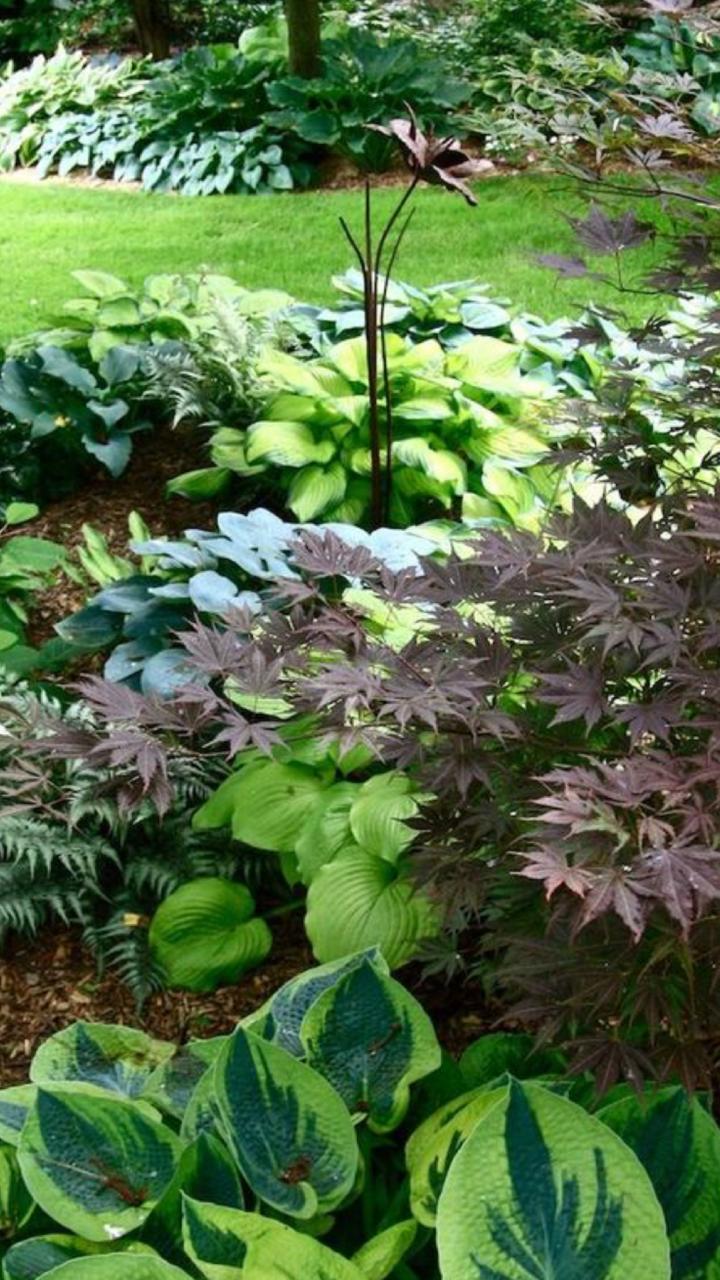 Escena de jardín con hostas, arces japoneses y follaje de distintos tonos de verde y morado.