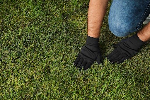 Bare spot lawn repair, turf inspection, and fall lawn renovation services in Platte City and Smithvi