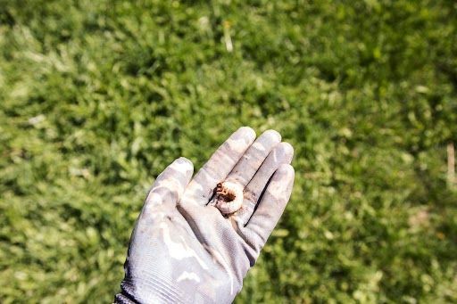 Lawnscape Specialists technician inspecting a residential lawn for grub damage and brown patch fung