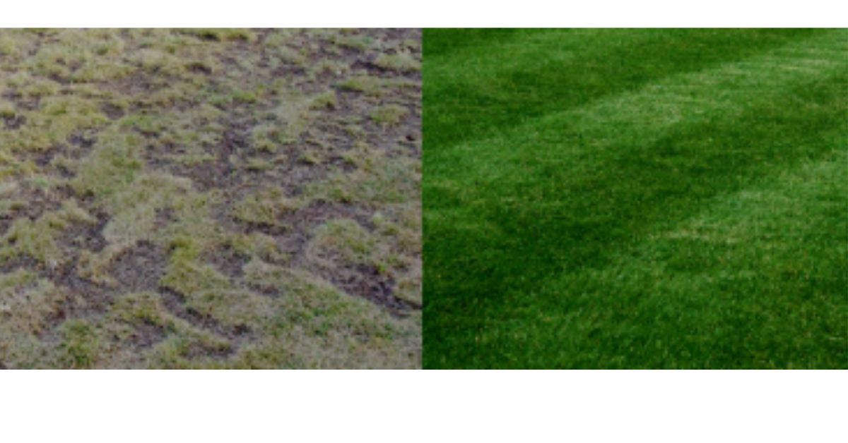 Professional lawn renovation and seeding services in Platte City by experts
