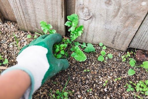 Residential weed control, manual weed removal, and landscape maintenance in Liberty, MO.