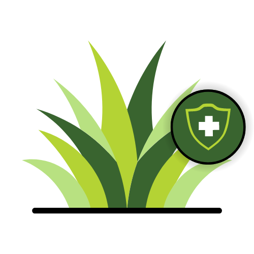 Lawn Fungicide & Disease Control