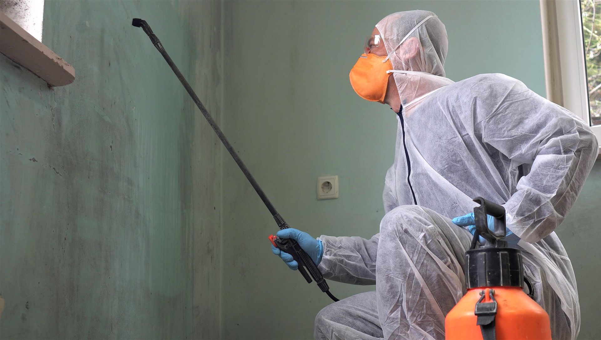 Mold Removal