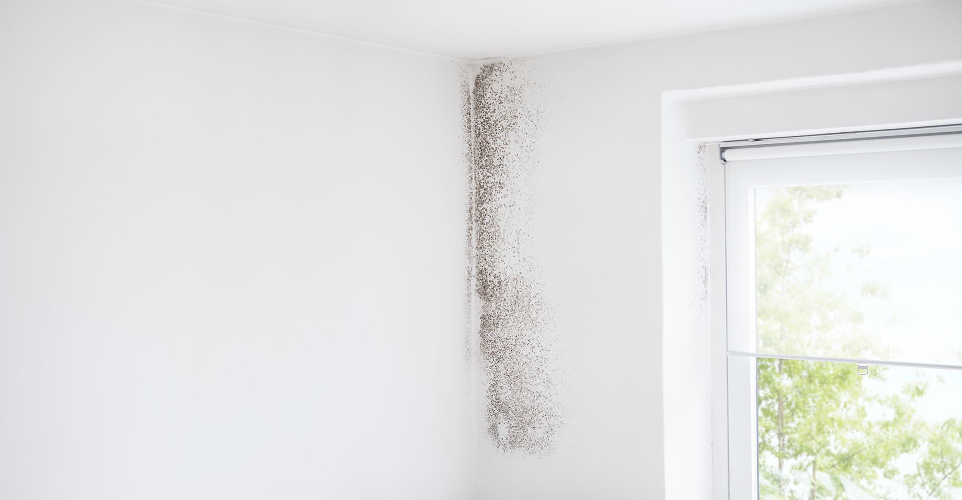 A white wall with black mold growing on it next to a window.