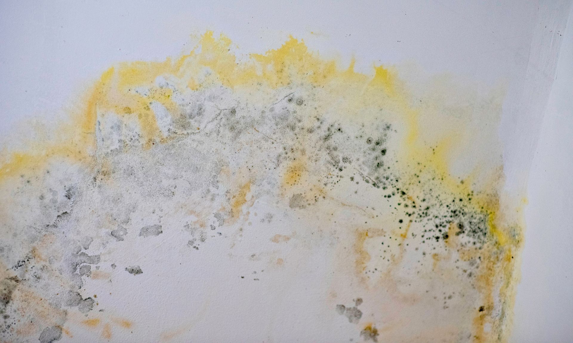 A close up of a white wall with yellow and black mold growing on it.