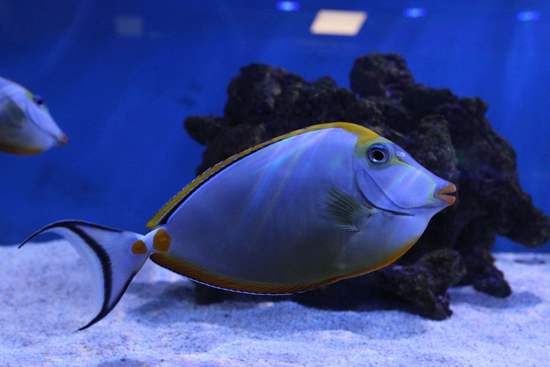 Meet the Independent Retailers: The Reef Keeper Store Manager