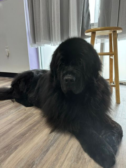 Small dog being groomed, with a brush near its head in a salon. Small black French Bulldog puppy sitting on a patterned rug and looking up at the camera