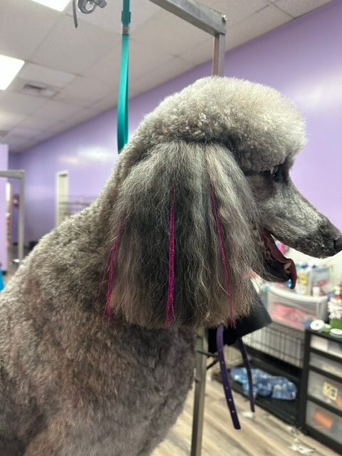Small dog with shaved fur and black patches being held on a grooming table Small dog with shaved fur and black patches being held on a grooming table