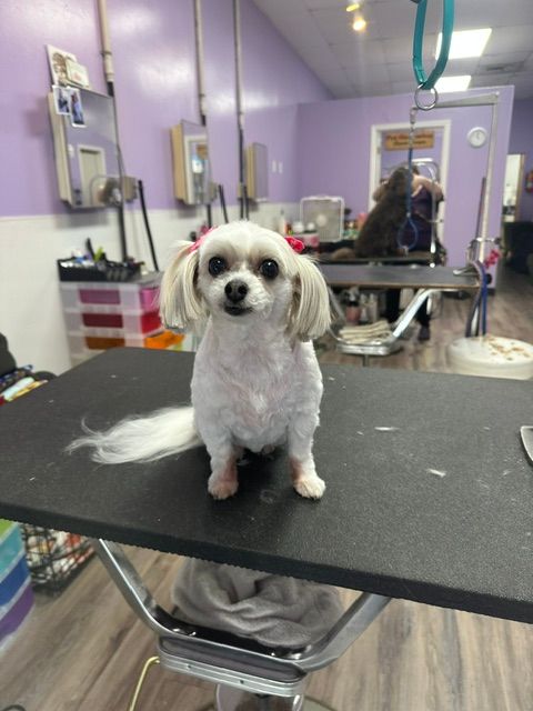 Small white dog sitting on a grooming table in a purple pet salon, facing the camera.