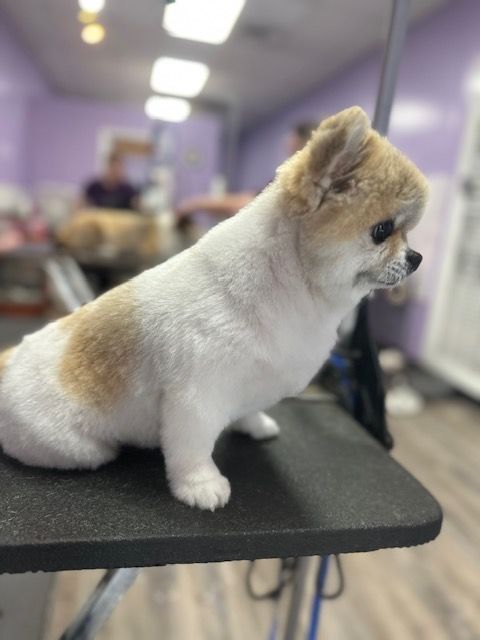 Small white-and-tan dog sitting on a grooming table in a purple salon.